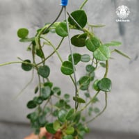 【タイ直輸入・希少】ホヤ パパウ｜珍品・着生植物・つる性植物｜Hoya papau
