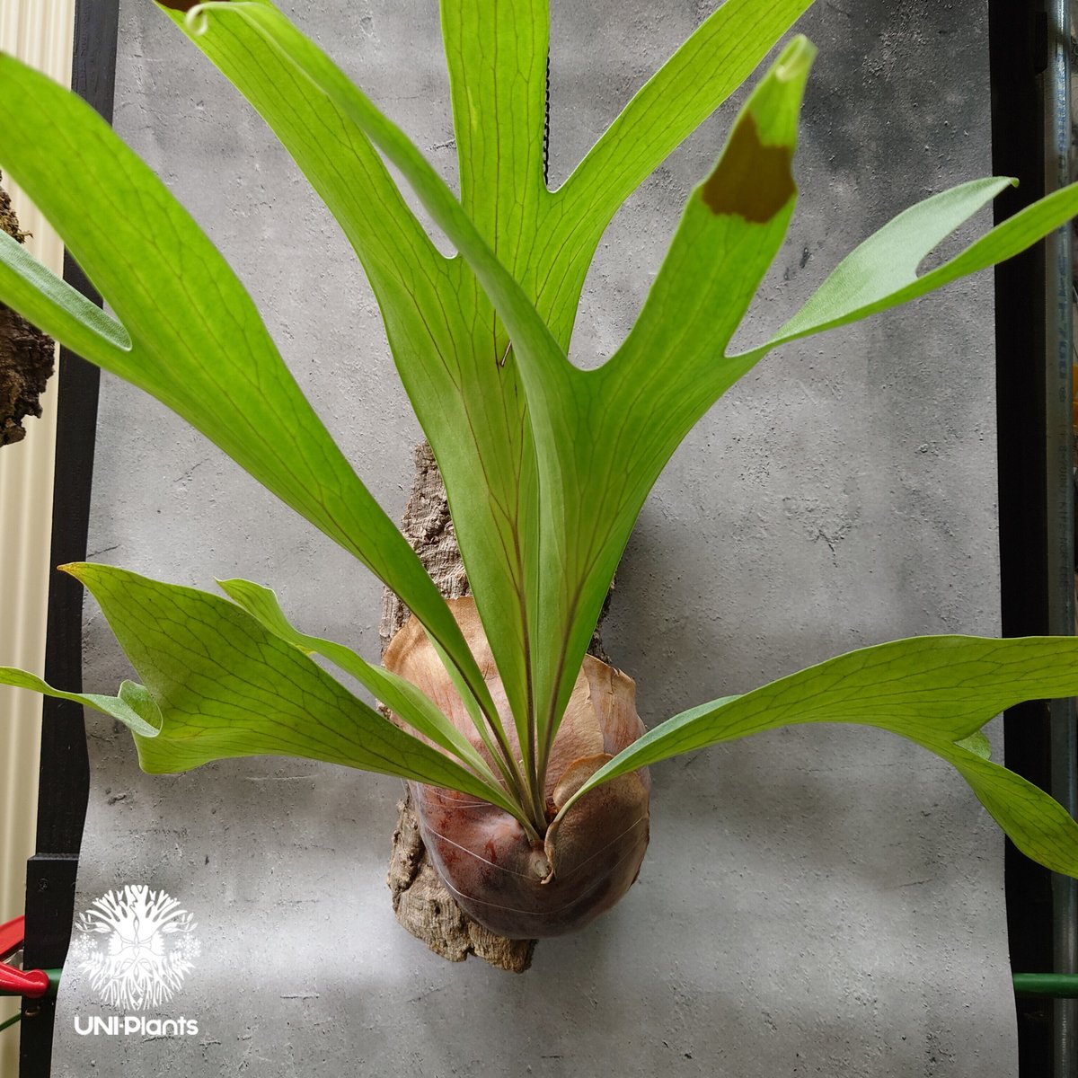 大株! ビカクシダ アルシコルネ Platycerium alcicorne コウモリ