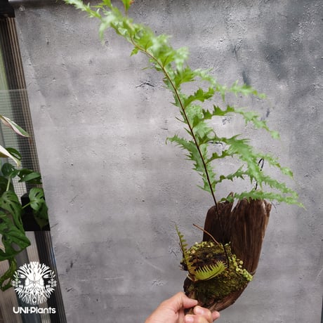 Drynaria rigidula `whitei ドリナリア·リギデュラ'ホワイティ' 流木仕立て 観葉植物 珍奇植物 植物 着生植物 インテリア植物 珍しい シダ植物