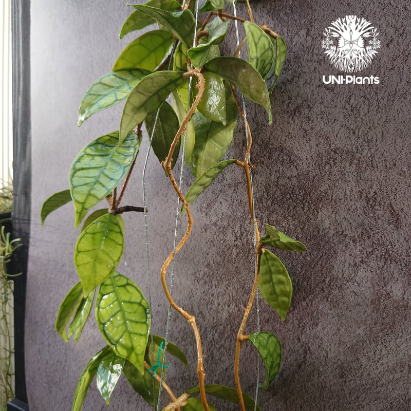 花座付き! Hoya Callistophylla short leaves ホヤ カリストフ