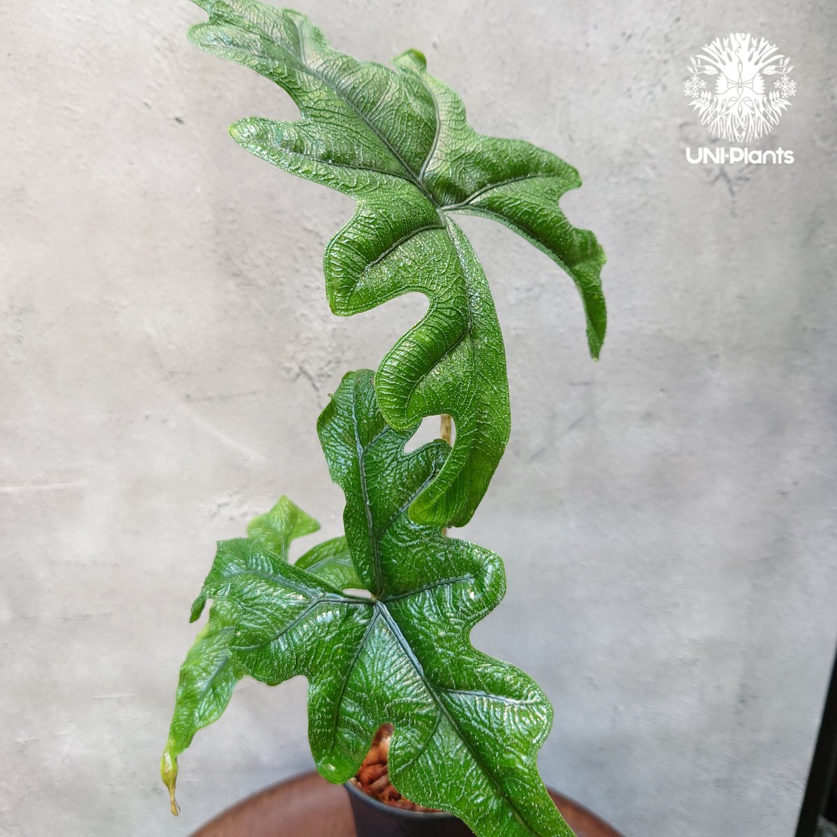 Alocasia jacklyn アロカシア ジャクリン アロカシアジャックリ 観葉