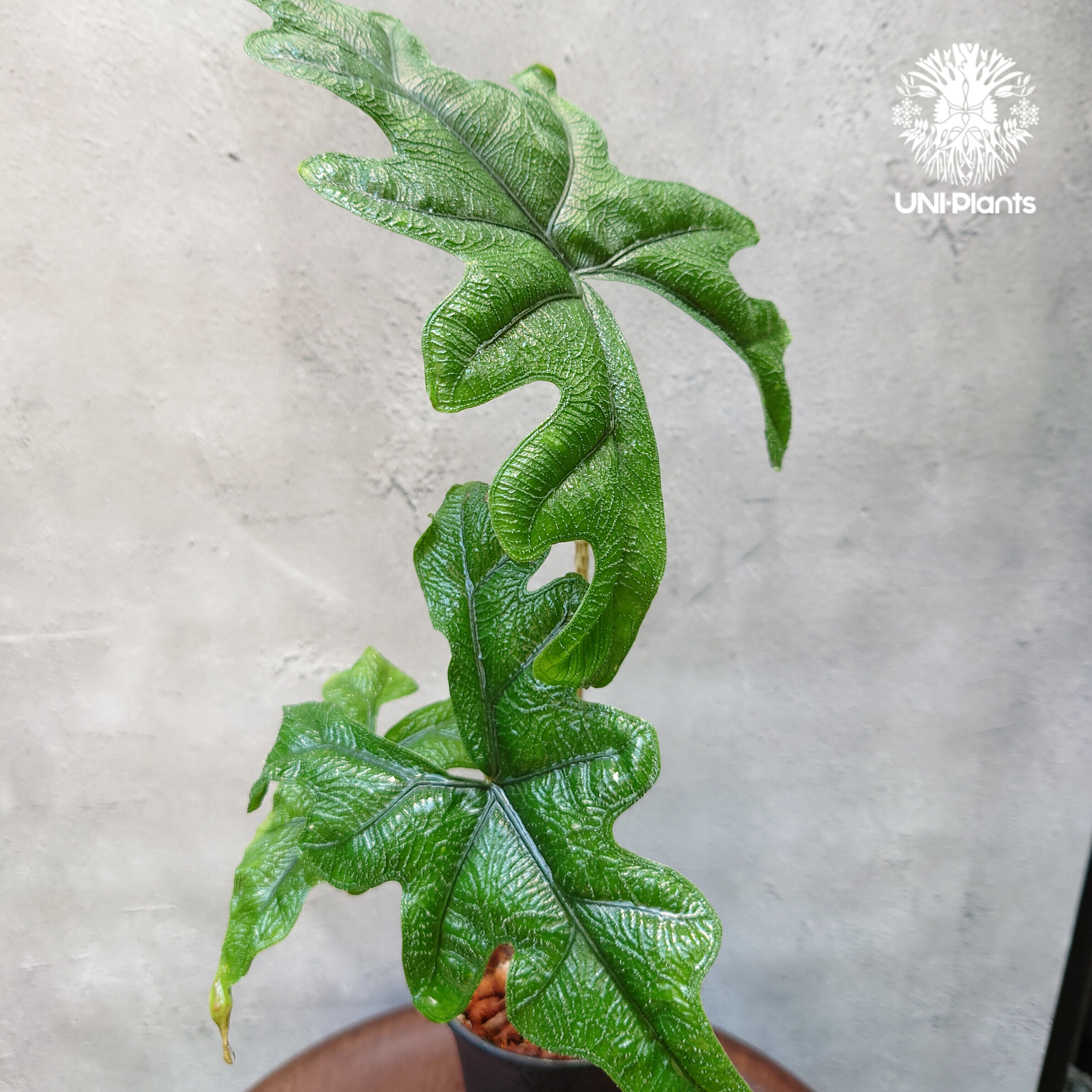 Alocasia jacklyn アロカシア ジャクリン アロカシアジャックリ 観葉