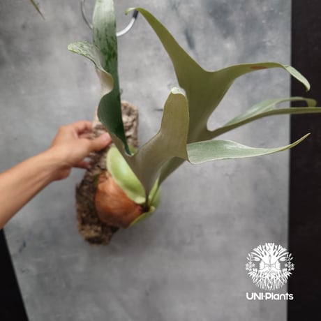 Platycerium small farn ビカクシダ スモールファーン ×エリシー シダ植物 ビカクシダコルク付け 着生植物