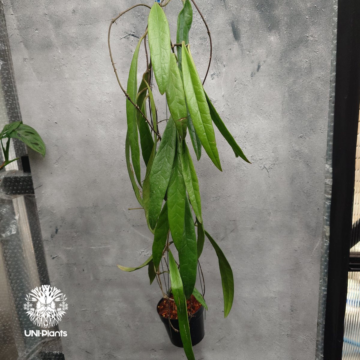 Hoya Sulawesiana ホヤ スラウェシアナ ホヤ植物 Hoya plants 珍し