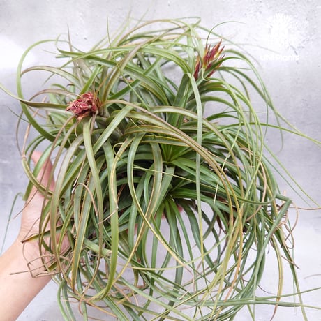 Tillandsia brachycaulos x concolor チランジア・ブラキカウロス×コンコロール Tillandsia  エアープランツ エアプランツ ティランジア