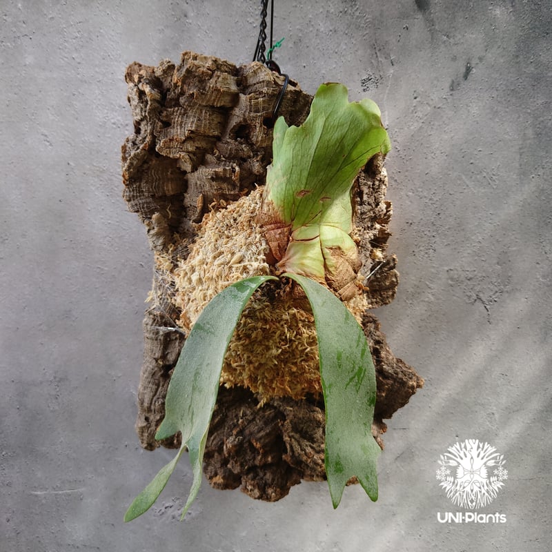 Platycerium willinckii 'W.A.Manda ビカクシダ ウィリンキー