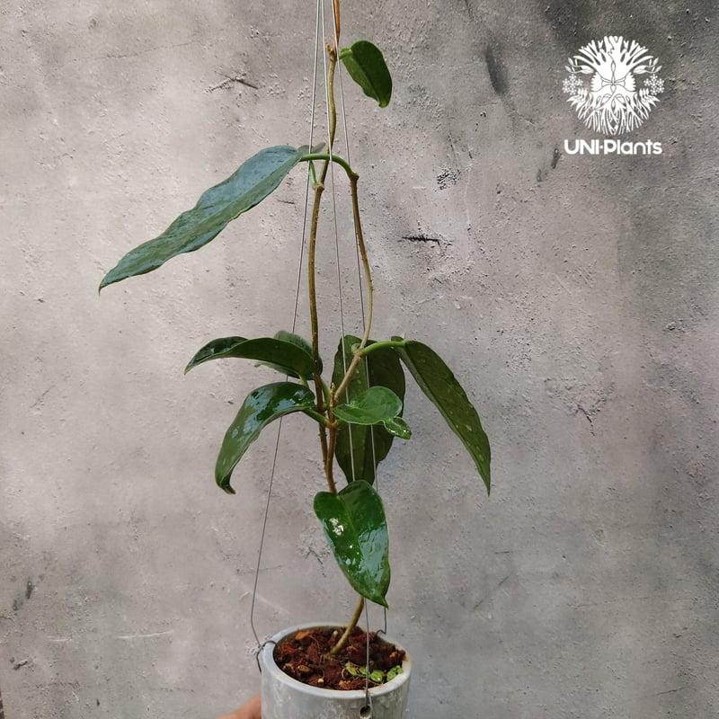 Hoya Seanie 希少 ホヤ植物 ホヤの花 珍しい つる性植物 ハンギング