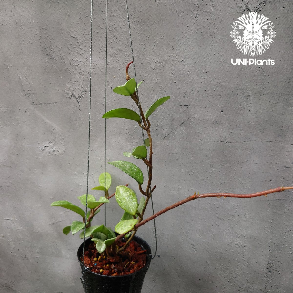 Hoya Carnosa Nova Ghost ホヤ カルノーサ ノバ ゴースト ホヤ Hoya Carnosa Nova Ghost ホヤ カルノーサ ノバ ゴースト ホヤ