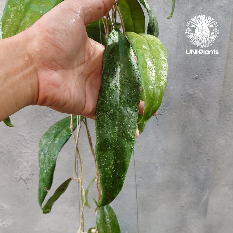 Hoya Finlaysonii splash （cv.trang）ホヤ フィレンソニー スプ