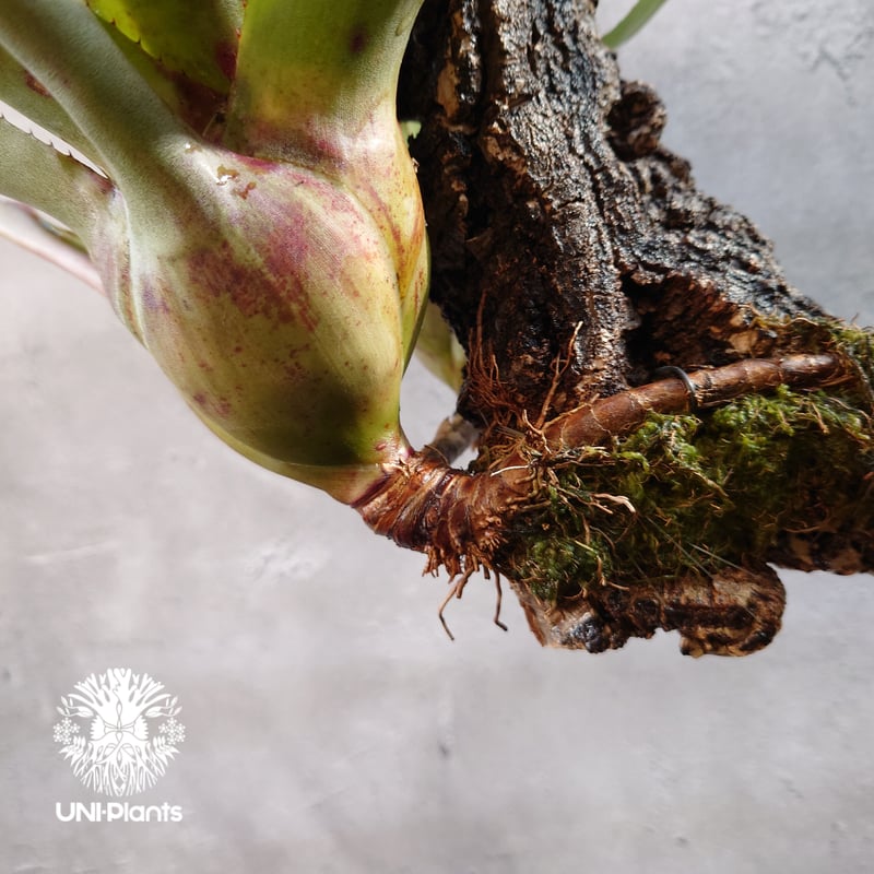 ネオレゲリア ハイブリッド Neoregelia hybrid ブロメリア科