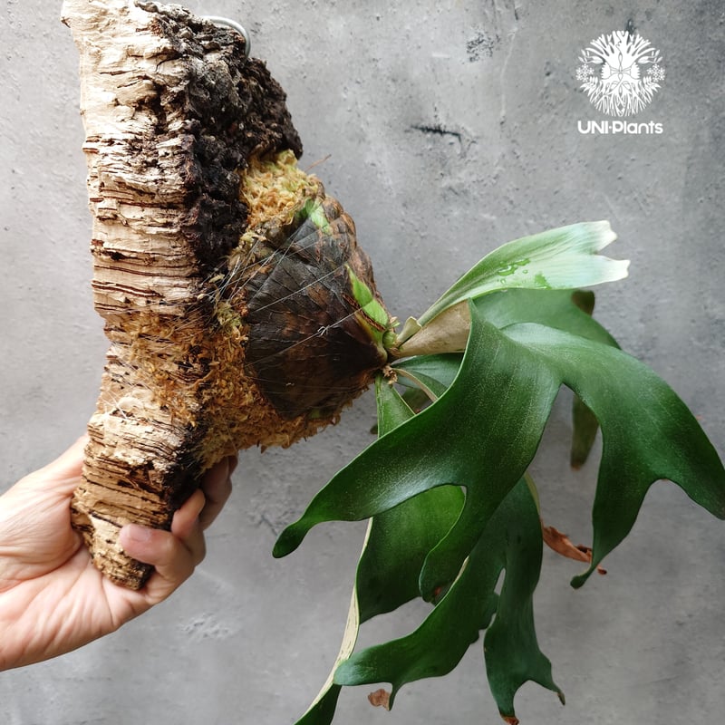 ビカクシダ アルテミス Platycerium Artemis (Alcicorne x Qu