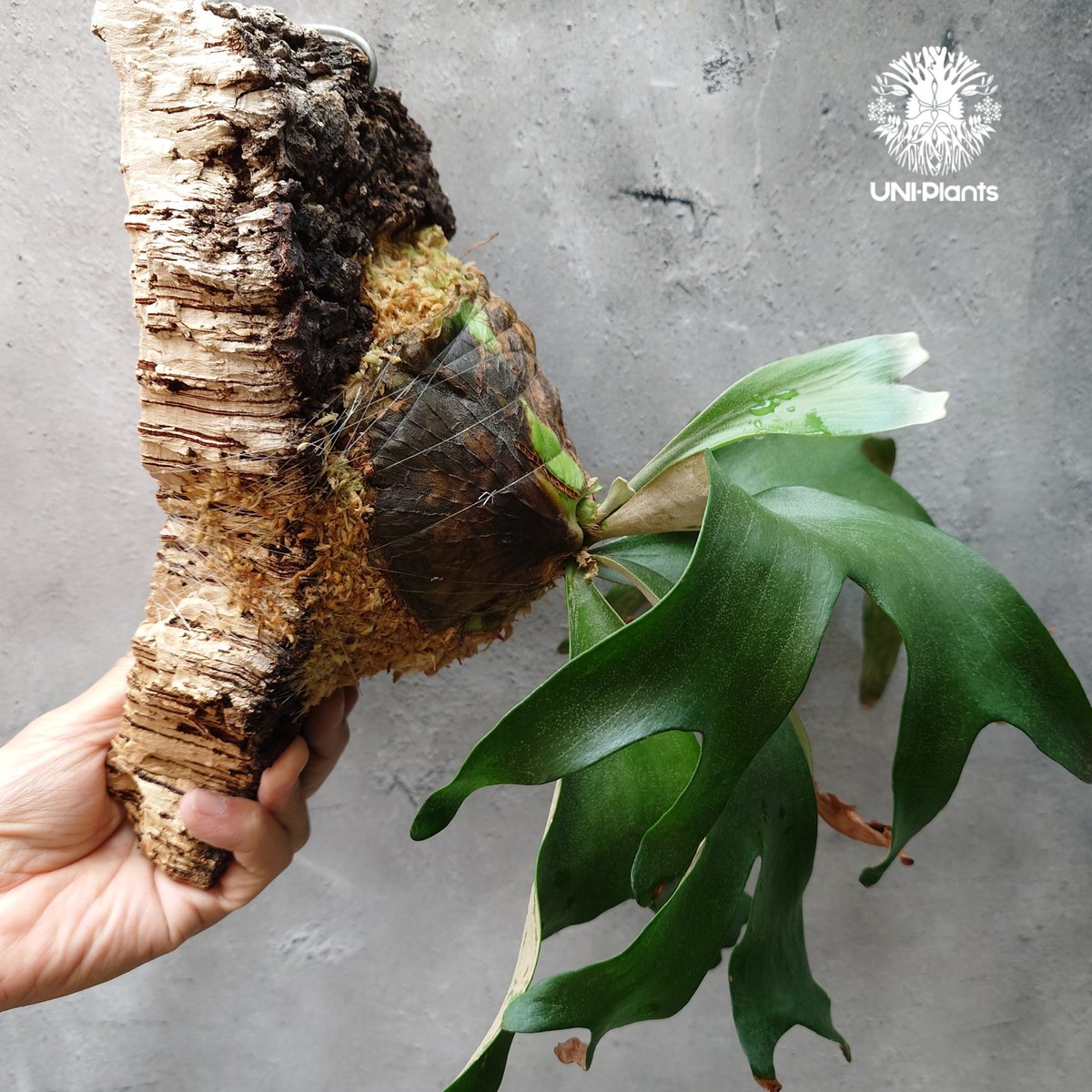 ビカクシダ アルテミス Platycerium Artemis (Alcicorne x Qu