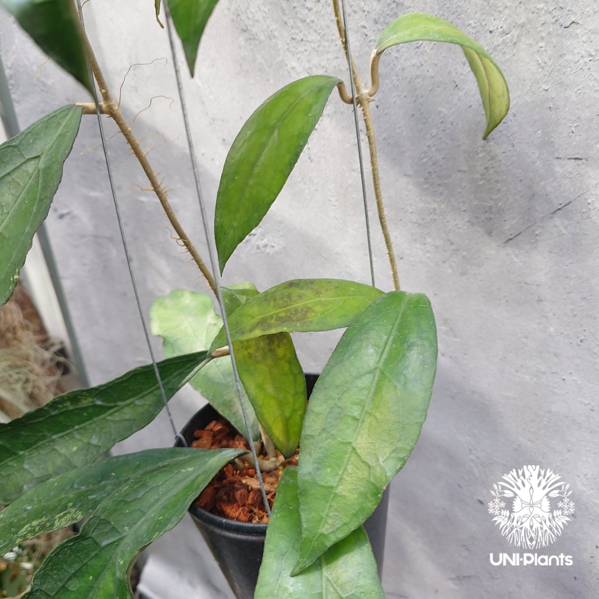 限定1株入荷 Hoya Clemensiorum short leaves ホヤ クレメンシ