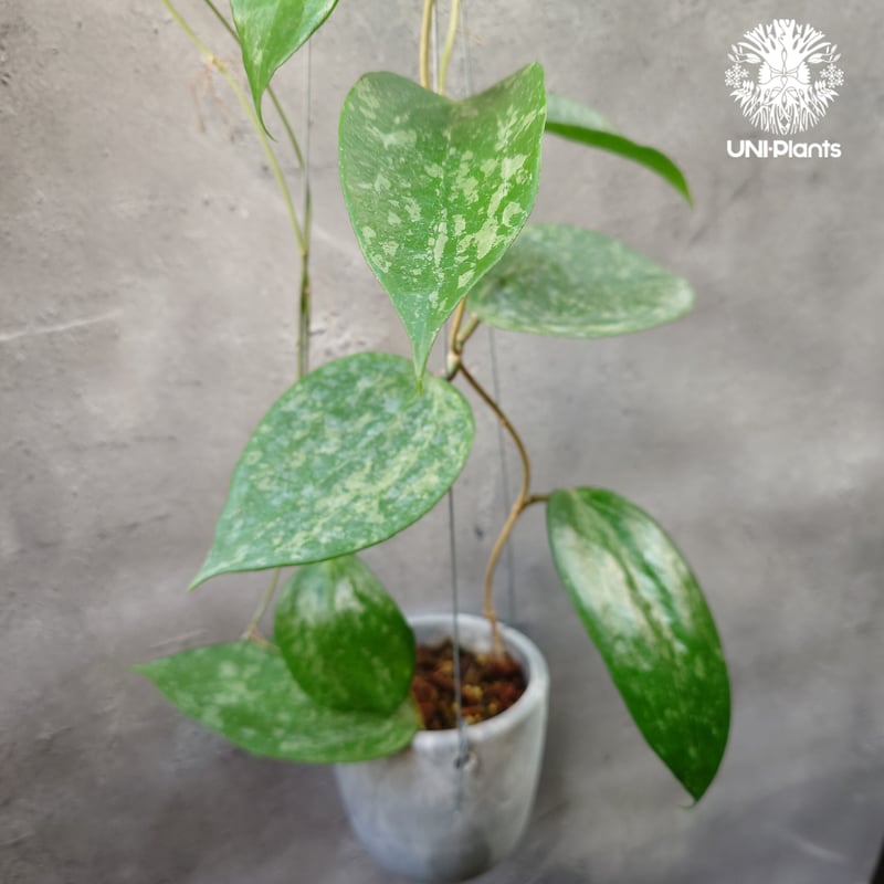 Hoya latifolia Snow Queen（M） ホヤ ラティフォリア スノー クイー