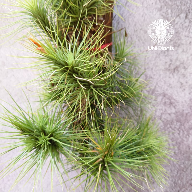 Tillandsia funckiana large form ティランジア チランジア・フン