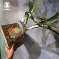 【タイ直輸入・限定1株】Platycerium Summer breeze｜ビカクシダ ｜希少種｜Platycerium