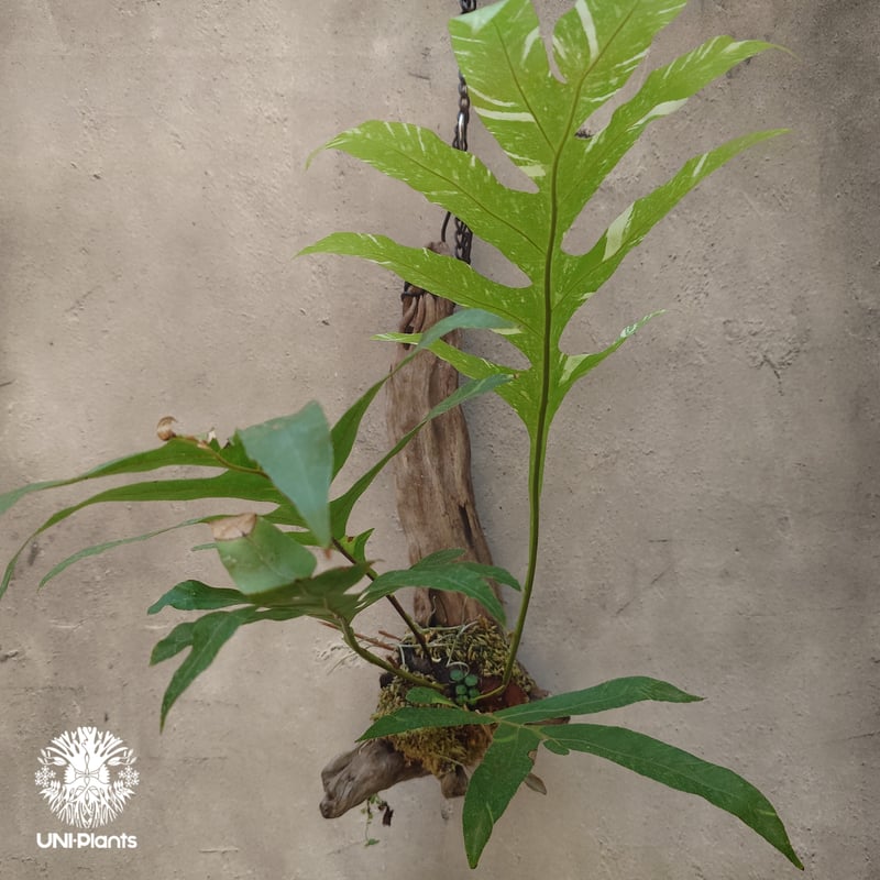 Drynaria quercifolia variegata ドリナリア クエルシフォリア バ