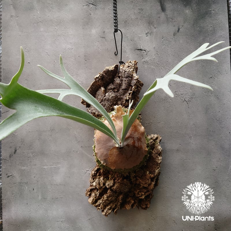 ビカクシダ ピューチャン Platycerium pewchan コウモリラン