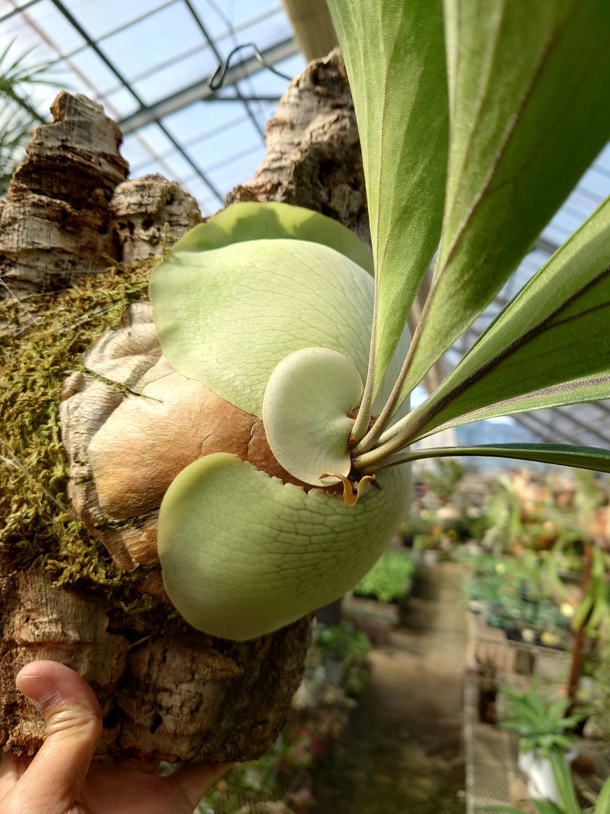 ビカクシダ ヒリー P.hillii wide frond 【公式通販】