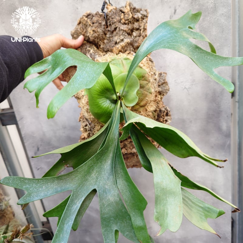 Platycerium Moose(P.hillii × P.alcicorne) ビカクシダ