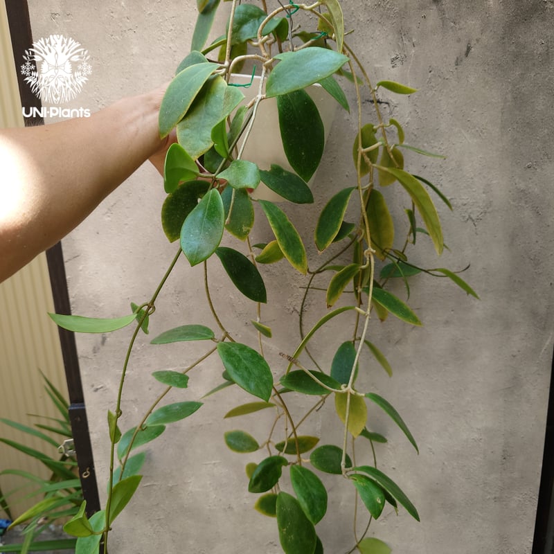 希少! Hoya mindorensis red star ホヤ ミンドレンシス レッドスター