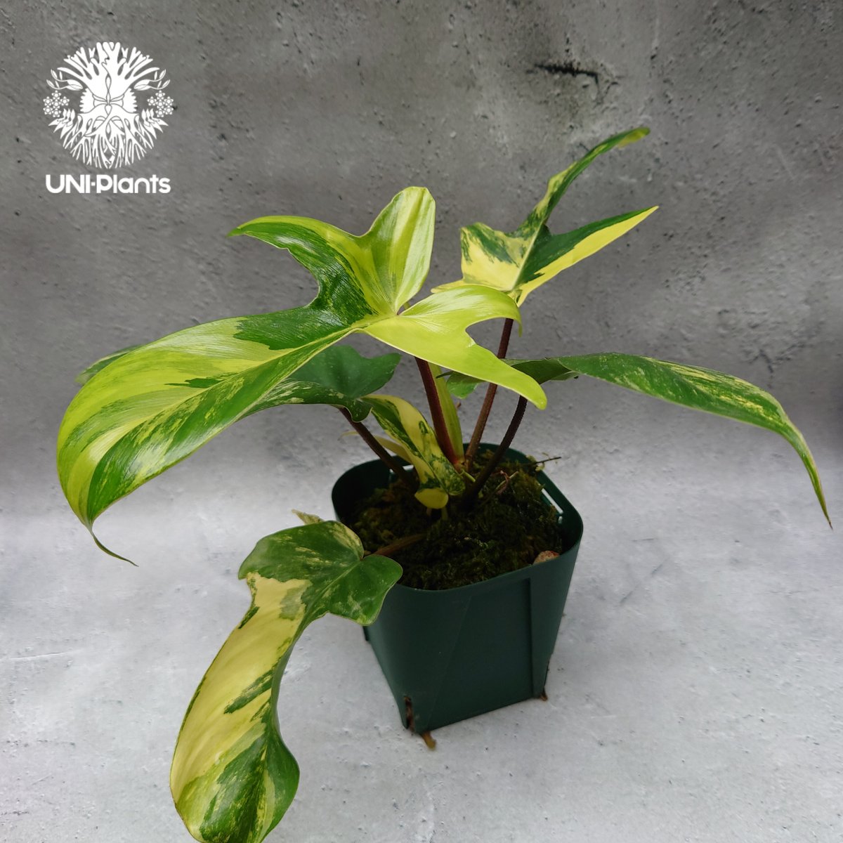①フィロデンドロン　斑入り philodendron Brown Beauty Philodendron Brown Beauty – Curious Plant Killer