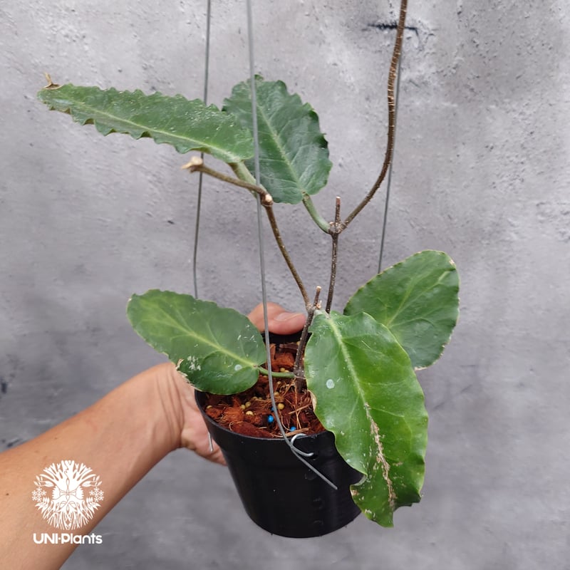 タイ直輸入・希少】Hoya versteegii｜珍品・着生植物・つる性植物
