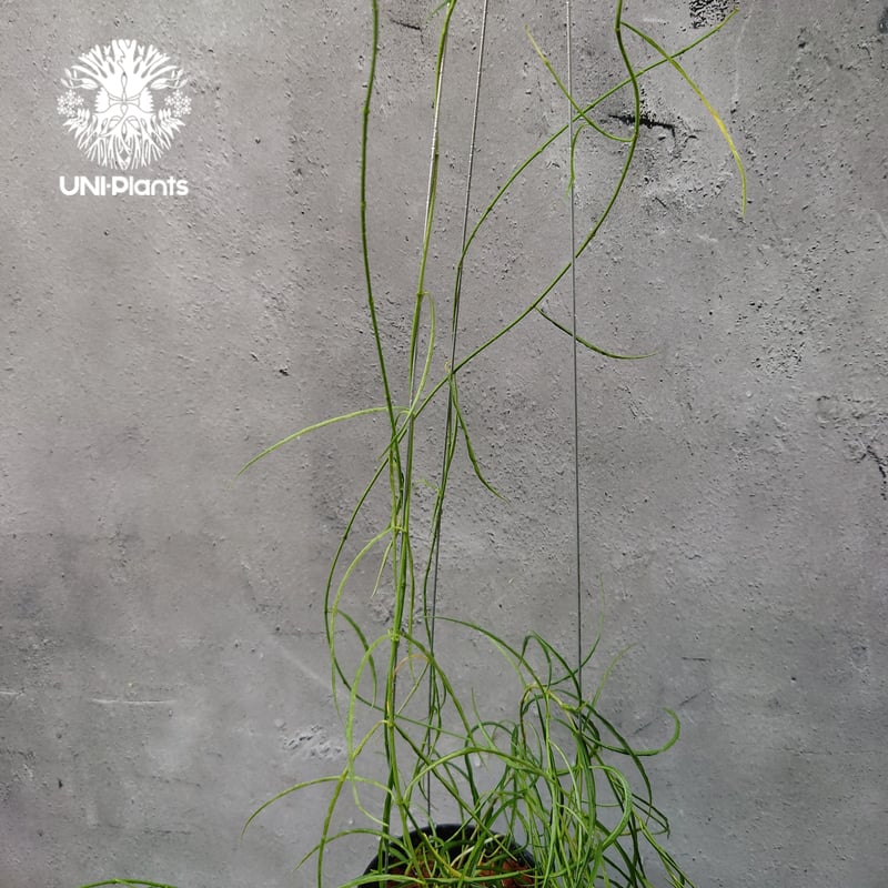 Hoya stenophylla ホヤ ステノフィラ 希少 ホヤ植物 ホヤの花 珍しい