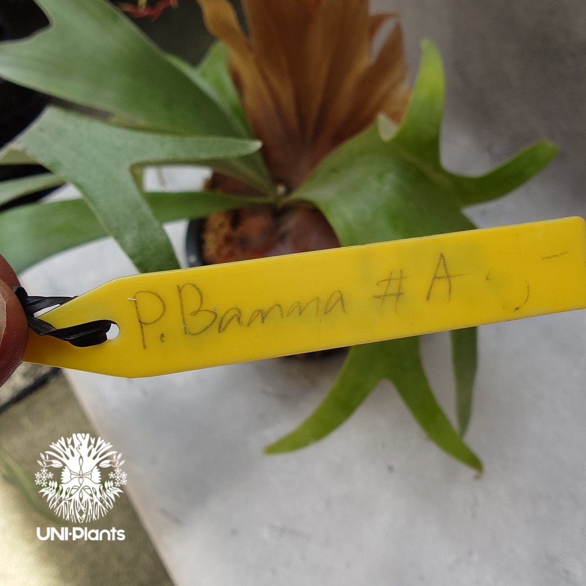 Platycerium Banna #A (pup) ビカクシダ バンナ #A (子株) ビカ Platycerium Banna #A (pup) ビカクシダ バンナ #A (子株) ビカ