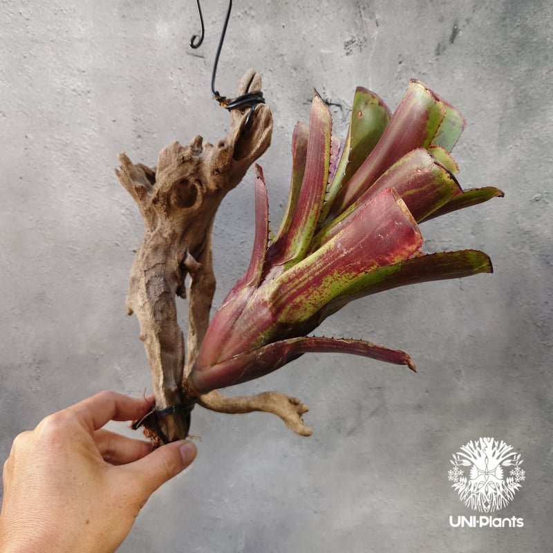 エクメア ヌディカウリス 子株付き 子株付き エクメア ヌディカウルス