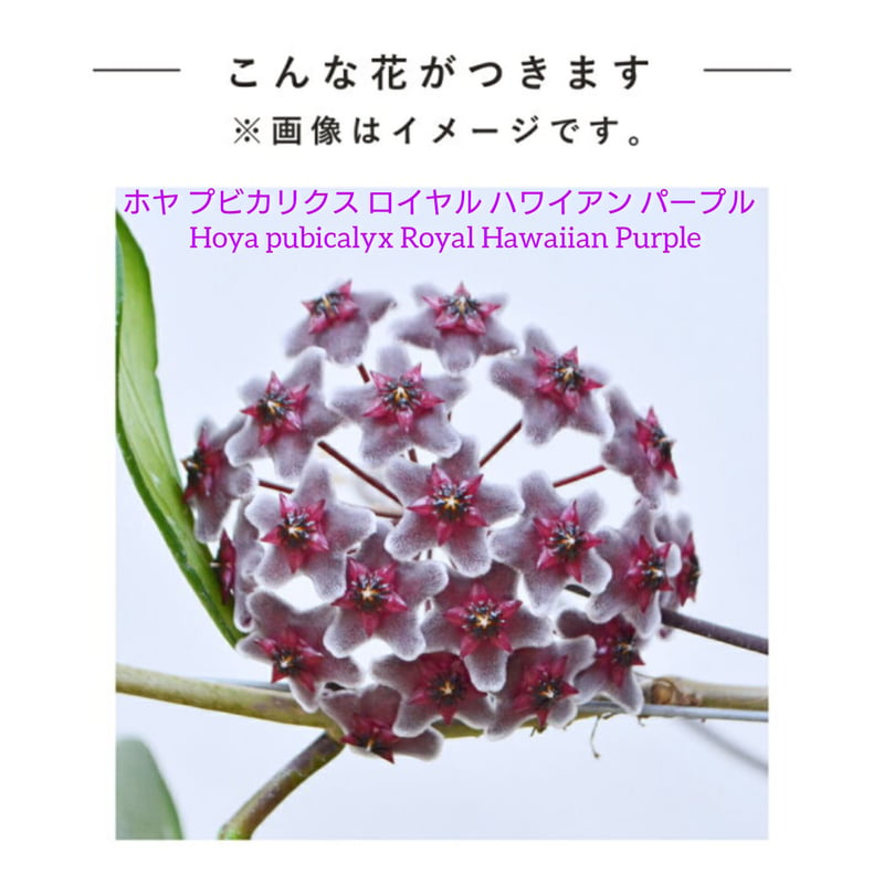 ホヤ プビカリクス ロイヤル ハワイアン パープル 開花間近! ホヤ植物