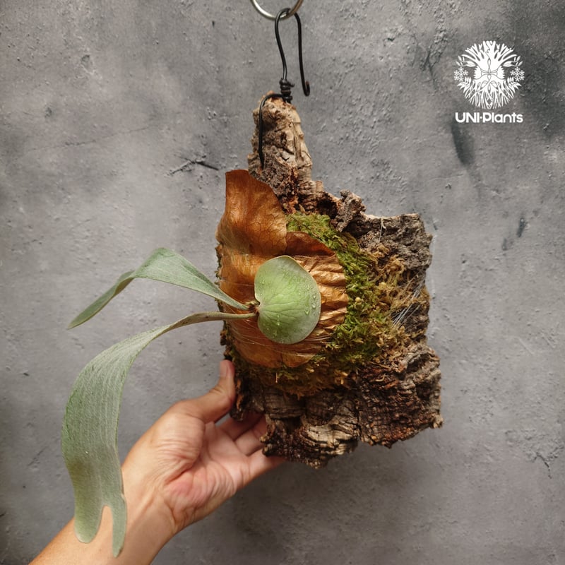 ビカクシダ Diversifolium x Willinckii hybrid 'Moo' Diversifolium x Willinckii hybrid 'Moo' P. Diversifolium