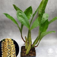 【タイ直輸入】着生ラン セロジネ・ロクセニー ｜珍品・希少ラン・蘭の花｜Coelogyne rochussenii