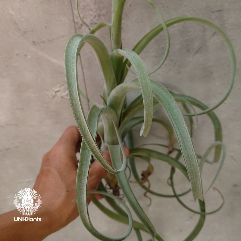 Tillandsia Curly slim チランジア カーリースリム Hybrid-Till