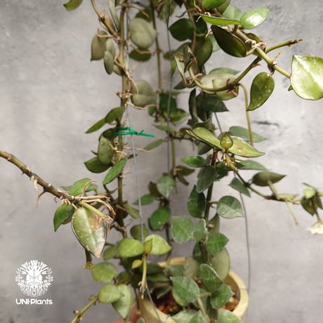ホヤ クローニアナ Hoya krohniana ホヤ植物 Hoyaplants つる性植物 ハンギング ハンギング植物