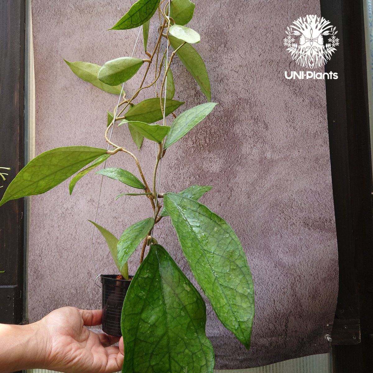 八島兎角様専用】希少ホヤ5種類 【公式通販】