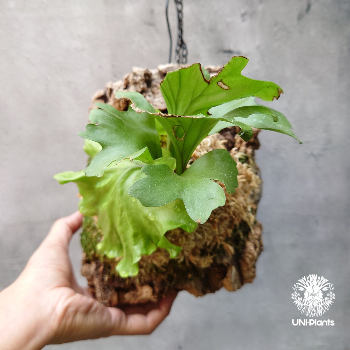 リドレイ ワイドフォーム P.ridleyi wide form 株 ビカクシダ リドレイ ワイドフォーム P.ridleyi wide form 株 ビカクシダ 【公式通販】