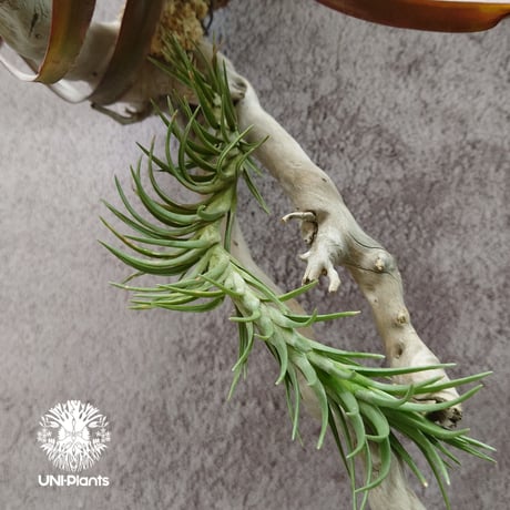 Tillandsia capitata “Marron” with Araujei ティランジア チランジア・カピタータ・マロン With アラウジェイ 珍奇植物 植物 エアプランツ ブロメリア