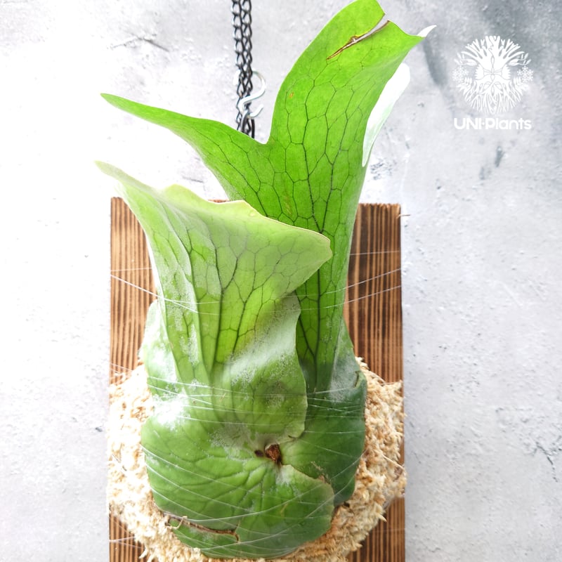 RYU　ビカクシダ　ホルタミー ビカクシダ ホルタミー Platycerium holttumii ビカクシダ原種