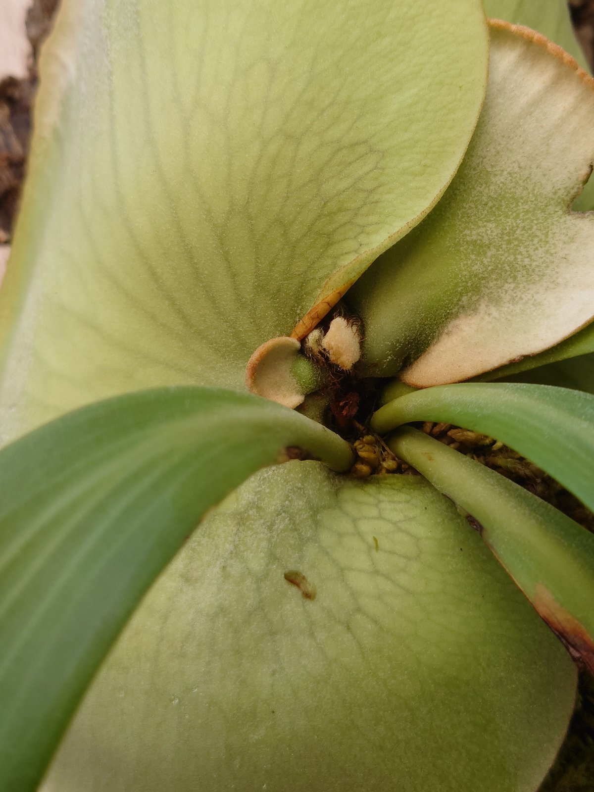 ビカクシダ ウィリンキーcv.インドネシア Platycerium ビカクシダ ウィリンキーcv.インドネシア Platycerium