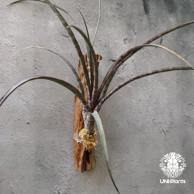 Tillandsia hildae チランジア ヒルダエ インテリア植物 エアー
