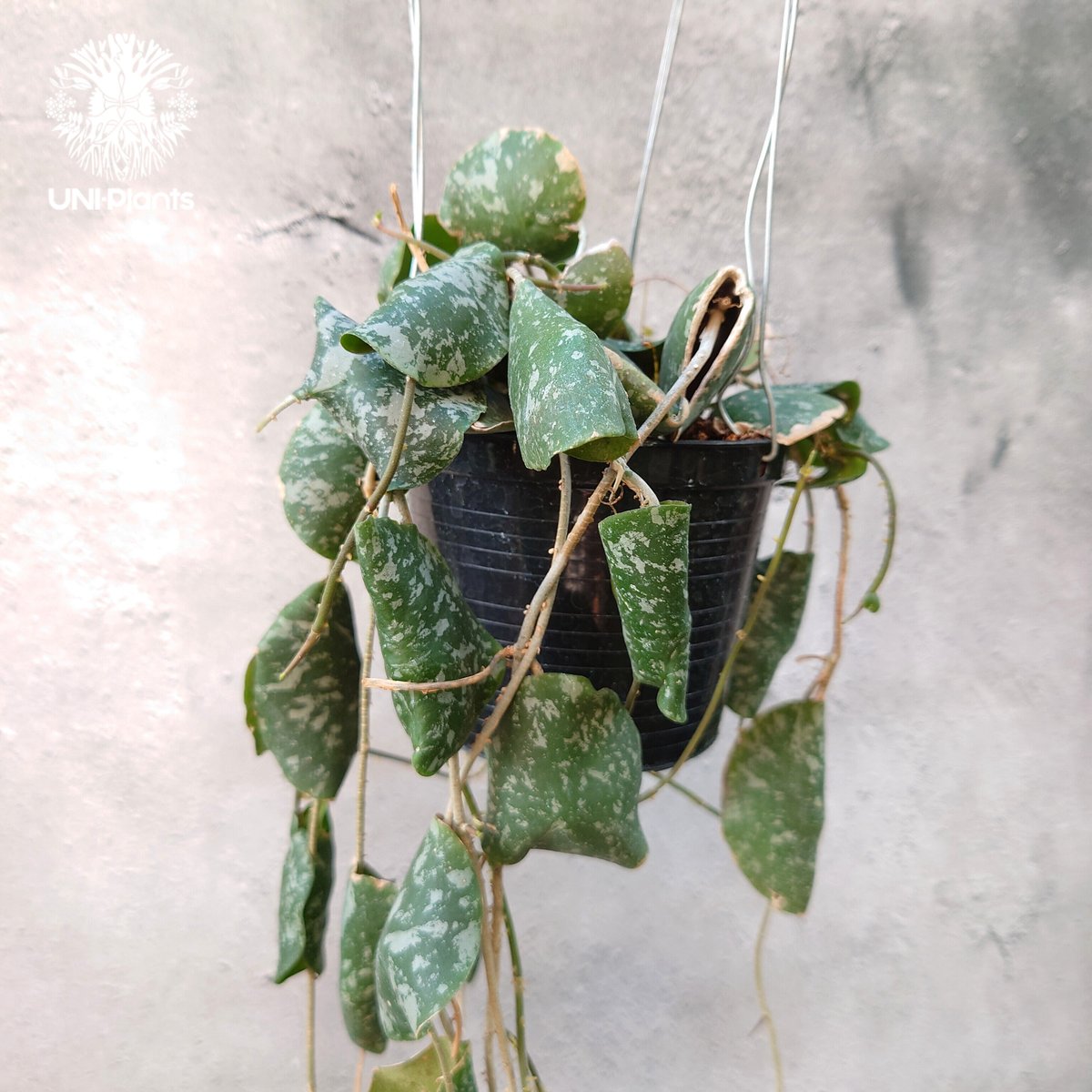 観葉植物ホヤ　インブリカータ 超ロング Hoya Imbricata ホヤ インブリカータ ホヤ植物 ホヤの花 観葉