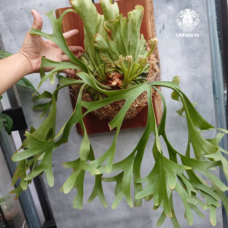 大株 Platycerium Mt.kitshakood Narrow ビカクシダ キッチャ