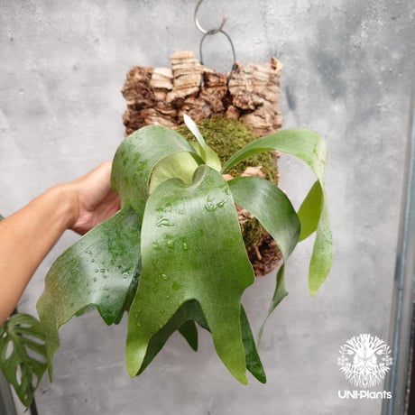 ビカクシダ ヒリー パナマ Platycerium hillii Panama ビカクシダヒリー  シダ植物 ビカクシダ原種 ビカクシダ着生コルク 着生植物