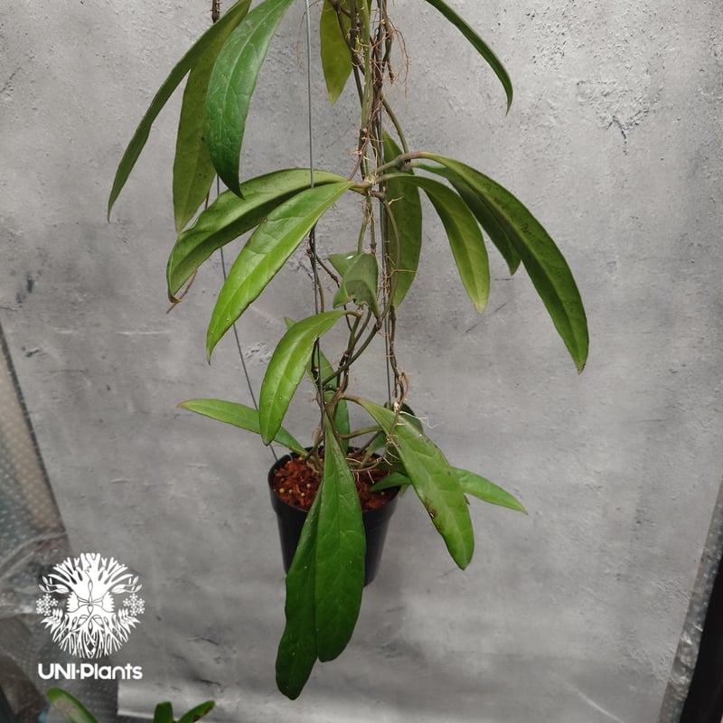 Hoya Sulawesiana ホヤ スラウェシアナ ホヤ植物 Hoya plants 珍し