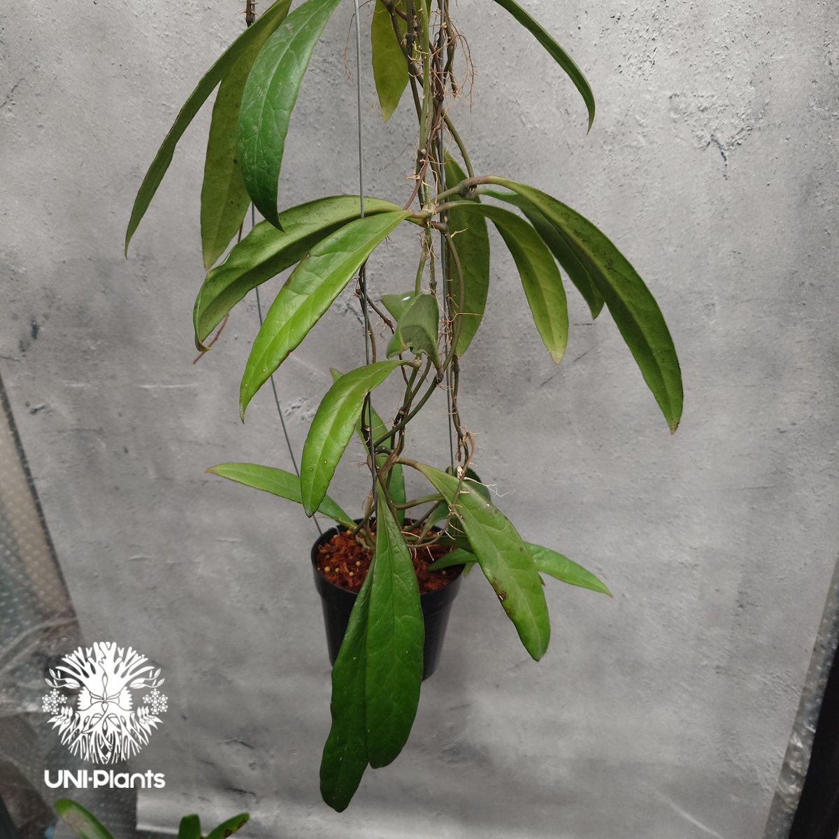 Hoya Sulawesiana ホヤ スラウェシアナ ホヤ植物 Hoya plants 珍し