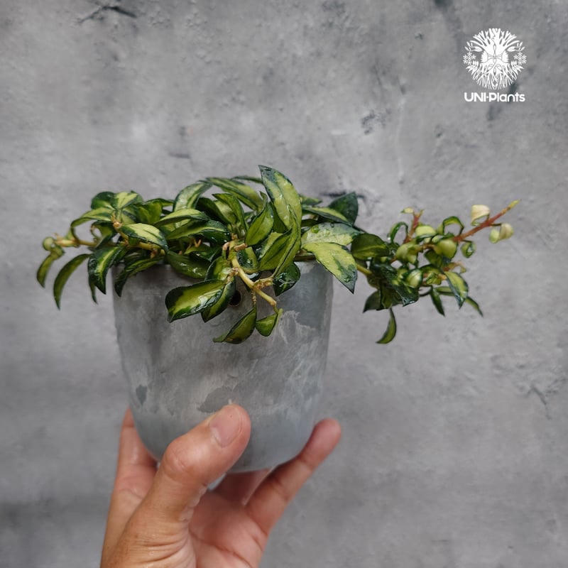 Hoya Lacunosa Bruno ホヤ ラクノーサ ブルーノ 斑入り ホヤ植物 ホヤ