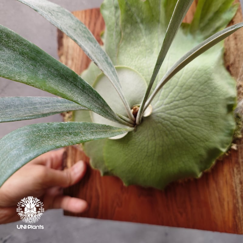 ritv☆ビカクシダ☆特別出品株 日本初公開で販売されるHHRさんのGrace ストックルームで管理し