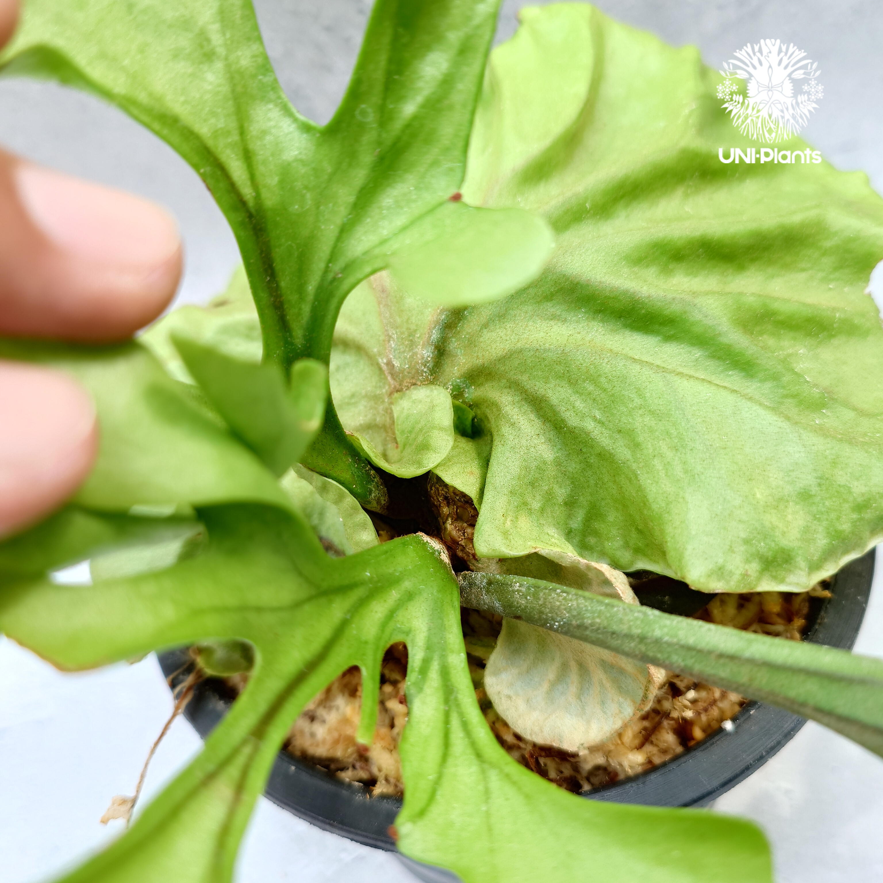 ビカクシダ リドレイ Platycerium Ridleyi コウモリラン ビカクシダ
