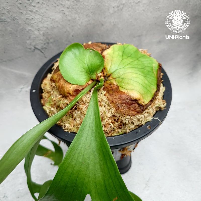 Platycerium coronarium ' Lesasha ' ビカクシダ コロナリウム